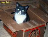 In a Killian's box