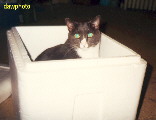 In a styrofoam cooler
